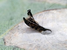 Phyllonorycter robiniella_куколка_экзувий